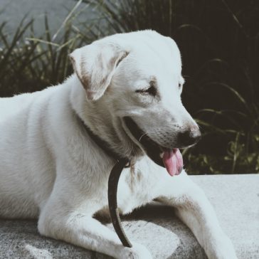 labrador retriever