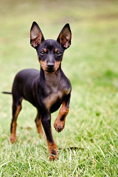 Miniature pinscher